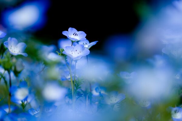 Fleurs bleues délicates dans le champ