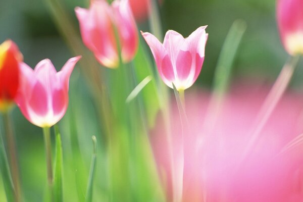 Bright pink and one red tulips with green leaves on a blurry background