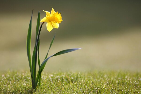 Yellow flower in the grass in nature