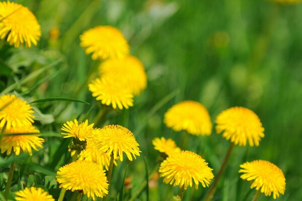 frühlingsblühender Löwenzahn auf dem Feld