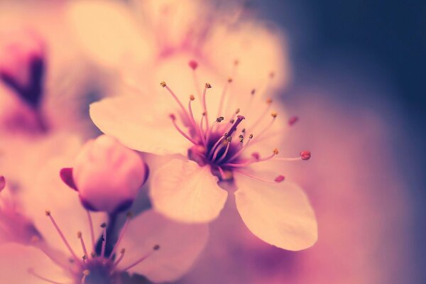 Fotografía macro de la flor de cerezo de primavera