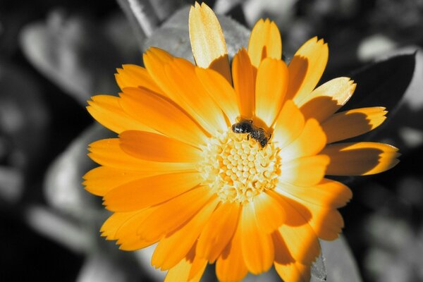 Leuchtend orange Blume auf schwarzem und weißem Hintergrund