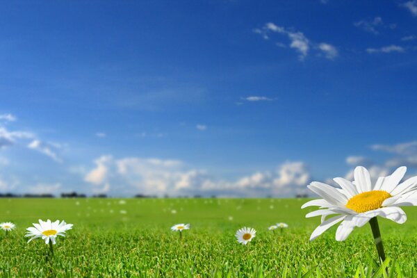 Ciel bleu. Champ vert avec des marguerites