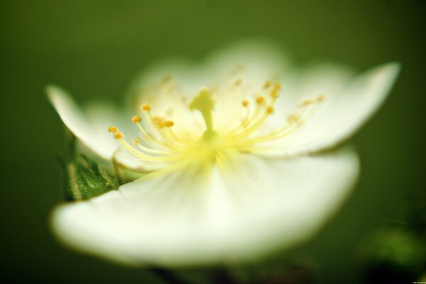 The beautiful end of the flower blooming