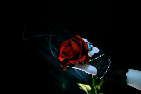 A red Rose in a black hand