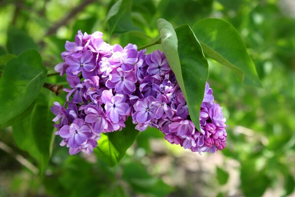 Beautiful lilac branch with green leaves