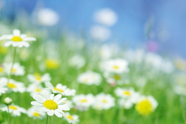 Daisies are drawn to the sun with all their petals