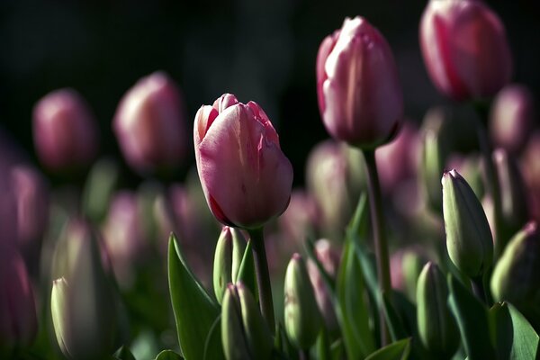 Tulipanes de crecimiento púrpura en el lecho de flores