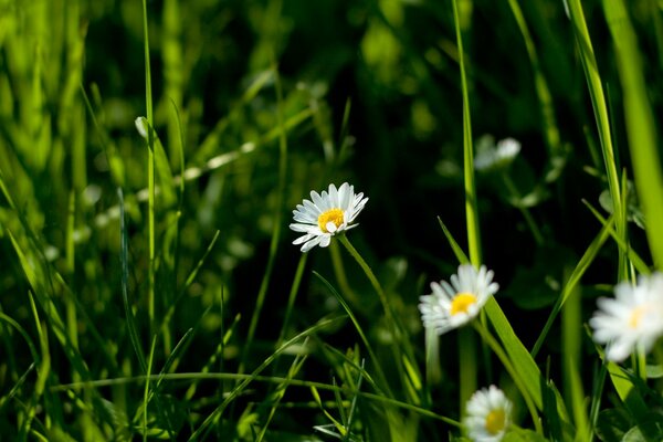 Immagine macro di erba e margherite