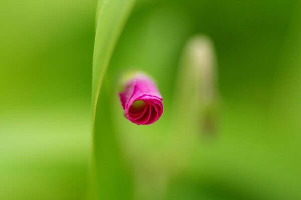 Belle rose fleurie en gros plan