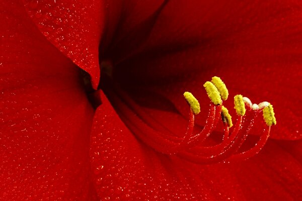 Schöne Staubblätter auf einer roten Blume