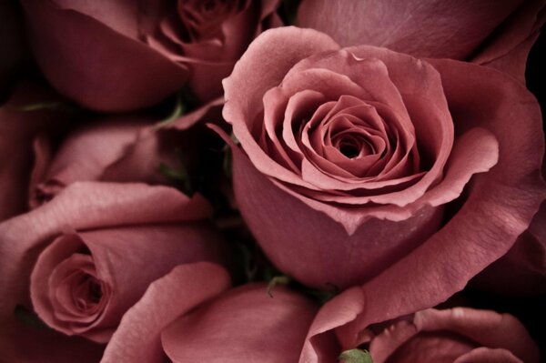 The roses under the macro shoot are gorgeous