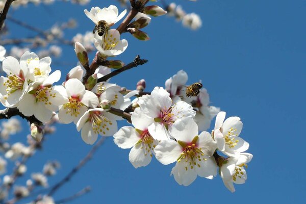 Kirschblüten. Der Frühling ist gekommen