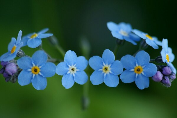 Closeup di nontiscordardime blu e blu