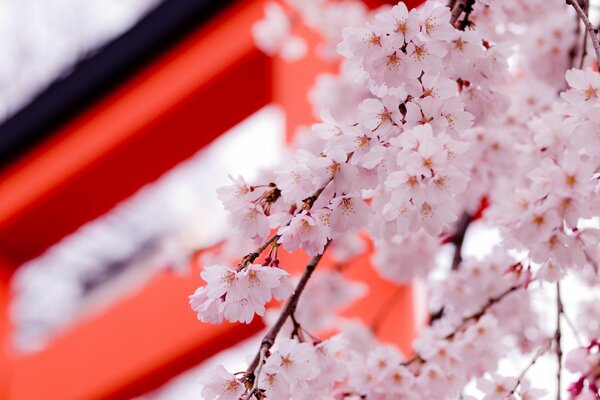Fleurs de cerisier printanières au Japon