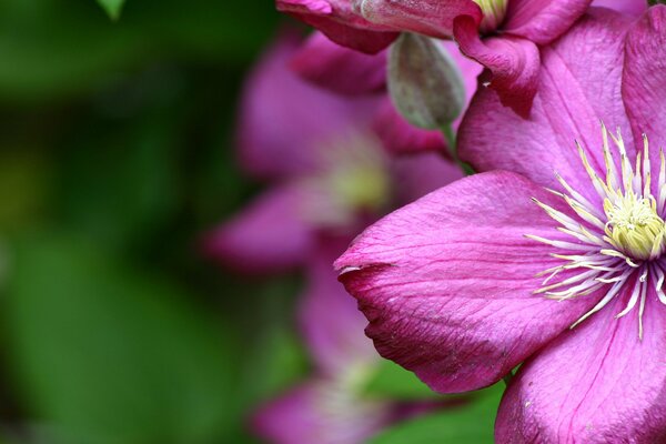 Rosa Blume blühte auf der Wiese