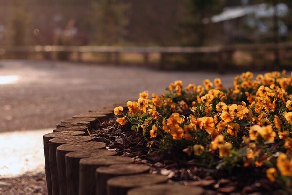 Flowers growing in a beautiful flower bed