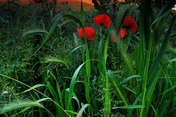 Ähren und roter Mohn im Feld