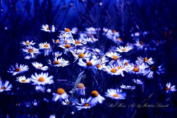 Un montón de hermosas margaritas sobre un fondo azul brillante