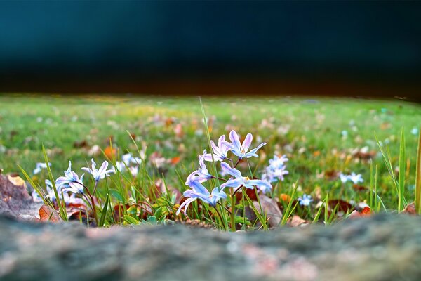 Beautiful flowers in a large clearing