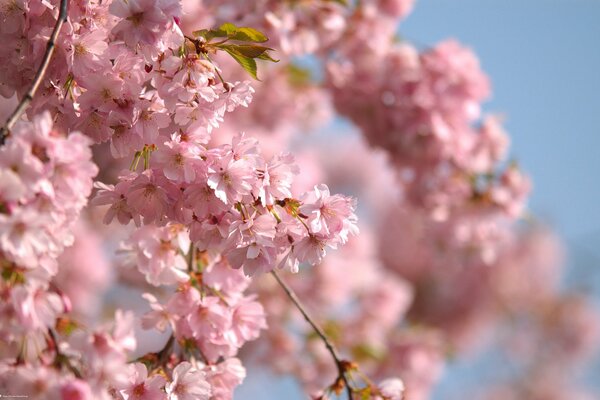 Branches of a spring flowering tree with pink flowers