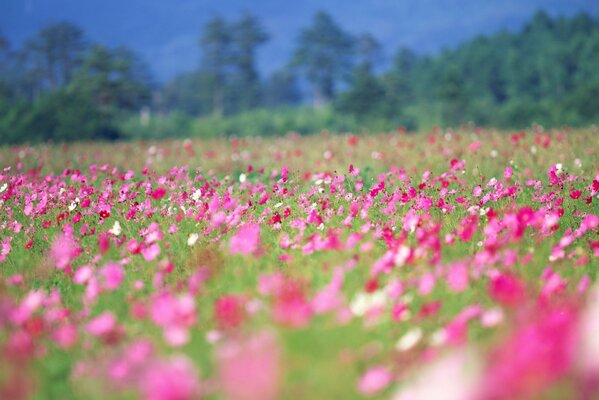 Поле весенних розовых цветов
