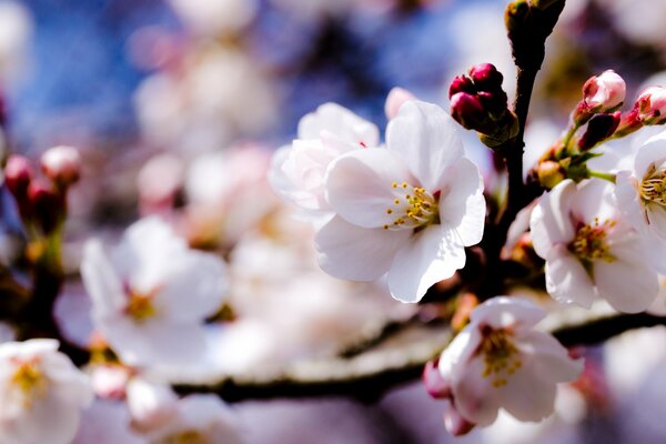 The branch of the apple tree is strewn with flowers