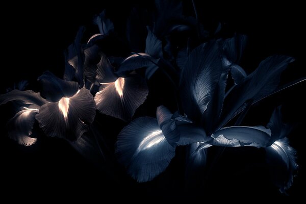 Iris petals in the dark