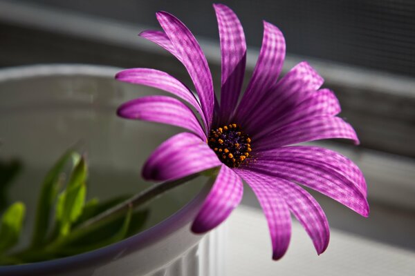 Fotografía macro de la flor púrpura