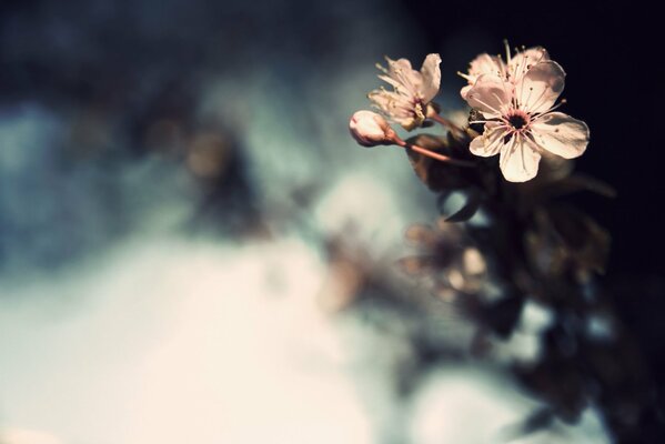 Blooming cherry blossoms on a blurry background