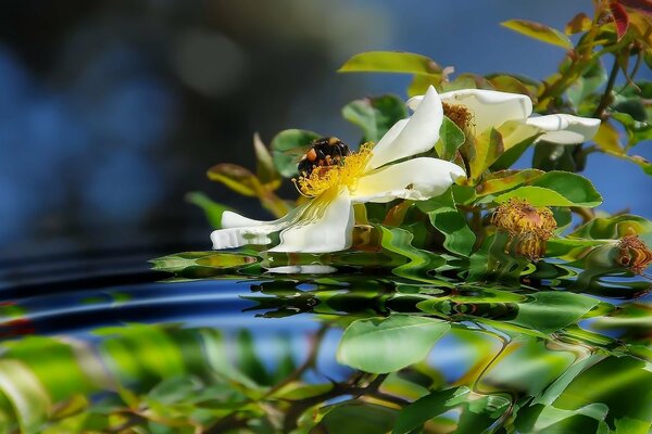 A bee on a rosehip flower in a pond