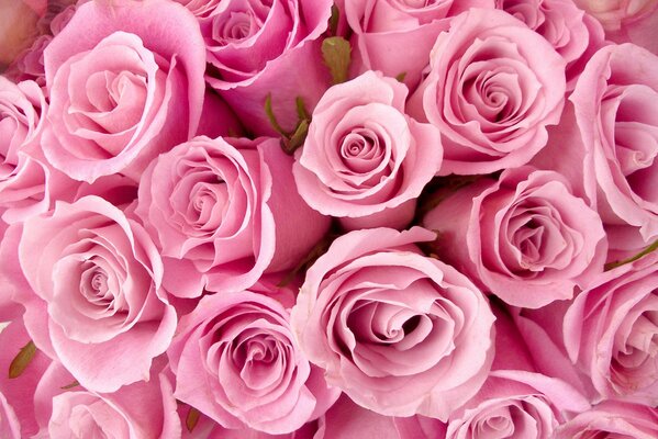 Piękny bukiet delikatnych róż