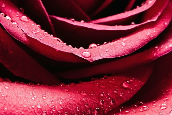 Rose du matin épanouie avec de la rosée