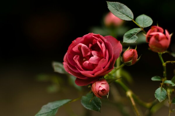 Bright red rosebuds