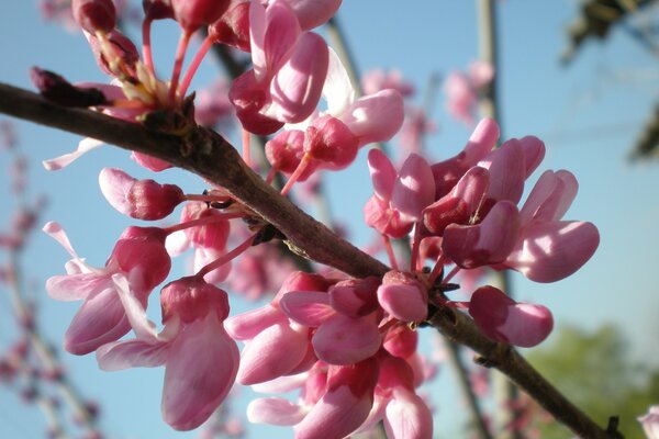 Spring pink twig on a blue sky background