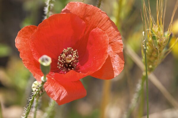 Amapola roja en clima soleado