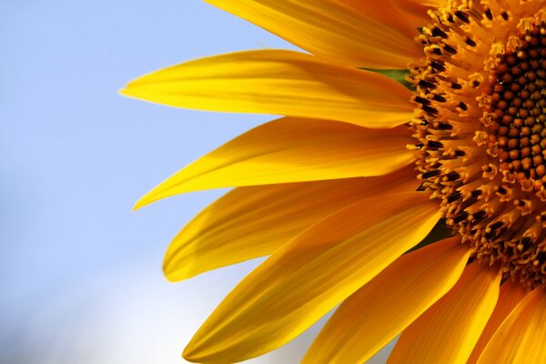 Tournesol au soleil