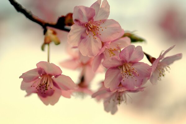 Flor de cerezo en Japón