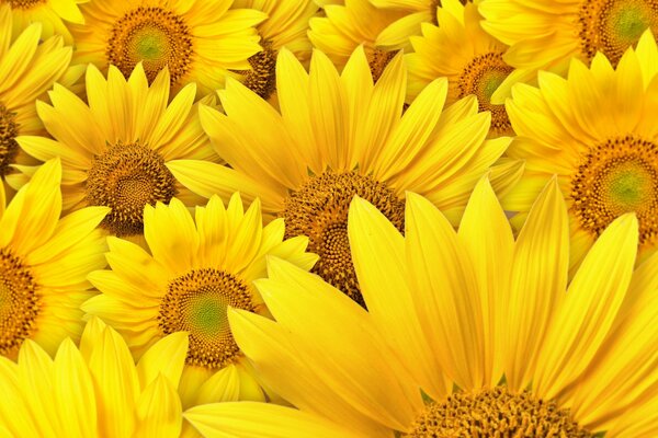 Bright sunflowers cheerful glare
