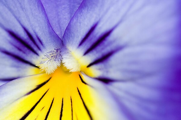 Macro. Pétalos de flor púrpura y núcleo amarillo