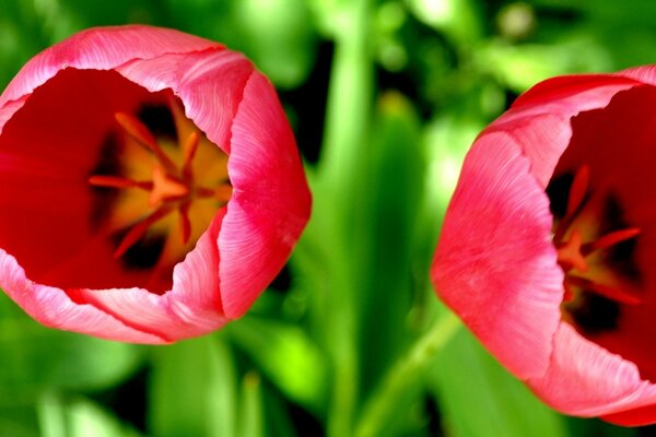 Tulipes rouges en gros plan sur la nature