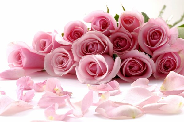 Bouquet et pétales de belles roses roses