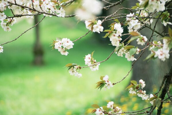 A tree branch with white flowers