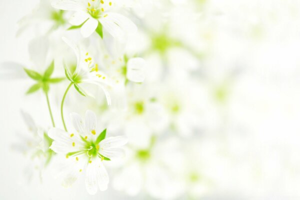 Hermosas, delicadas, blancas, flores silvestres