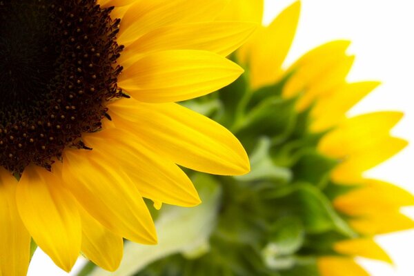 Beautiful yellow flowers on a white background