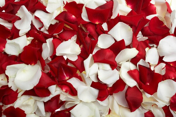 Background with red and white rose petals