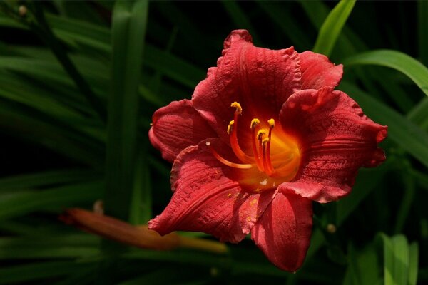 Increíble belleza flor roja