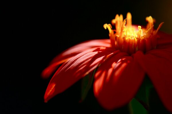 Fleur rouge dans la nuit