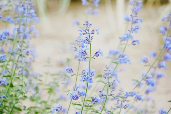 Blaue und lila Wildblumen