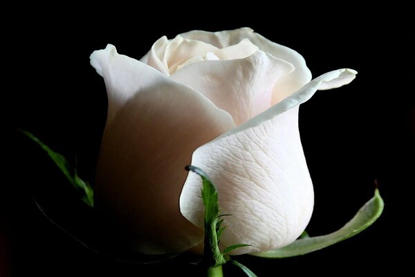 A white rose on a black background